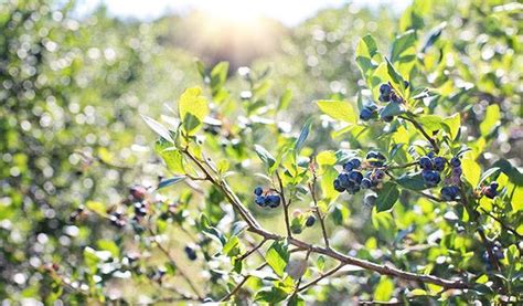 How To Plant Blueberry Bushes Planting Growing Care And Harvest