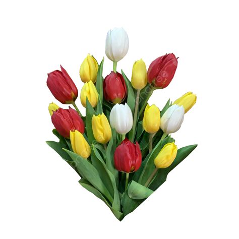 Tulip Flower Png Transparent Images Free Download Vector Files Pngtree