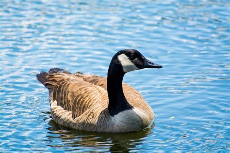 Goose Bird Neck Pond Ripples Geese Lake Wallpapers Hd Desktop