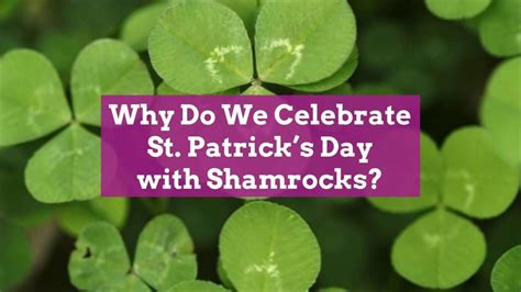 Why Do We Celebrate St Patricks Day With Shamrocks