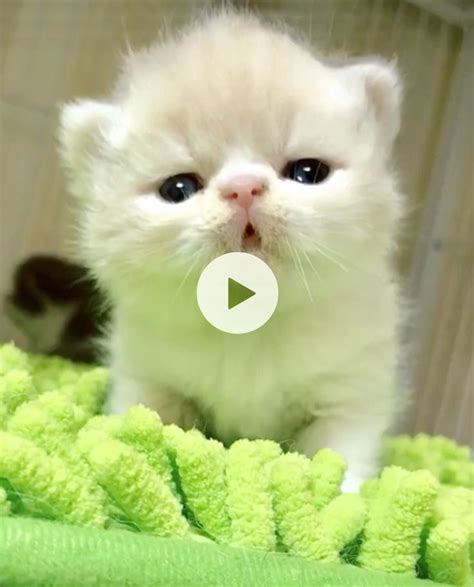 Cutest Cats Ever Kitty Kittens Cats Cutenessoverload Koty