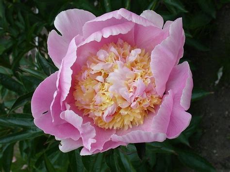 Pink Peonies Photos The Best Varieties With Names And Descriptions