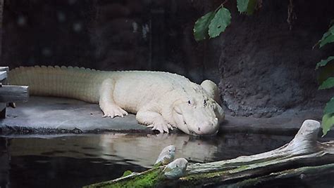 Whats The Difference Between A Leucistic Crocodile And An Albino