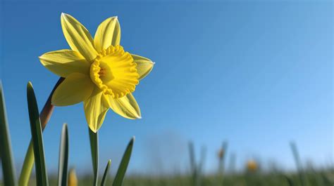 A Daffodil Flower Hd Wallpaper 4k Background