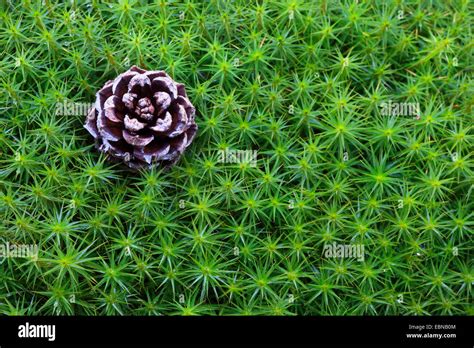 Star Moss Haircap Moss Hair Moss Polytrichum Formosum Polytrichum