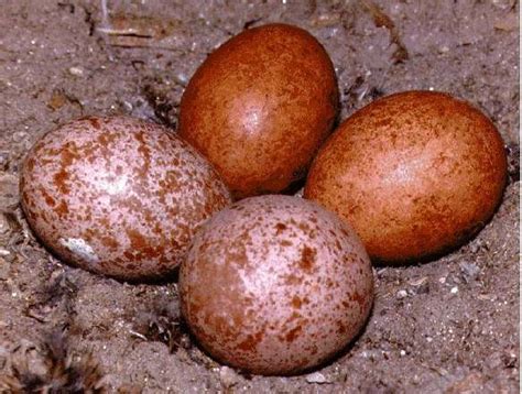 Peregrine Falcon Eggs For Sale Exotic Animals Farm