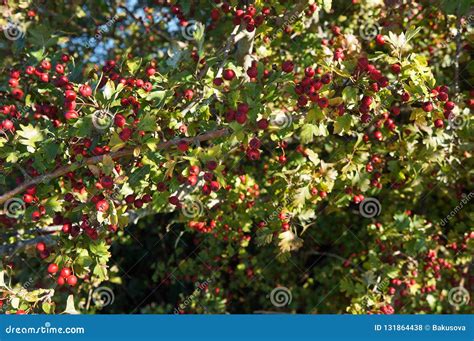 Hawthorn Fruits On The Tree Stock Photo Image Of Autumn Fruits