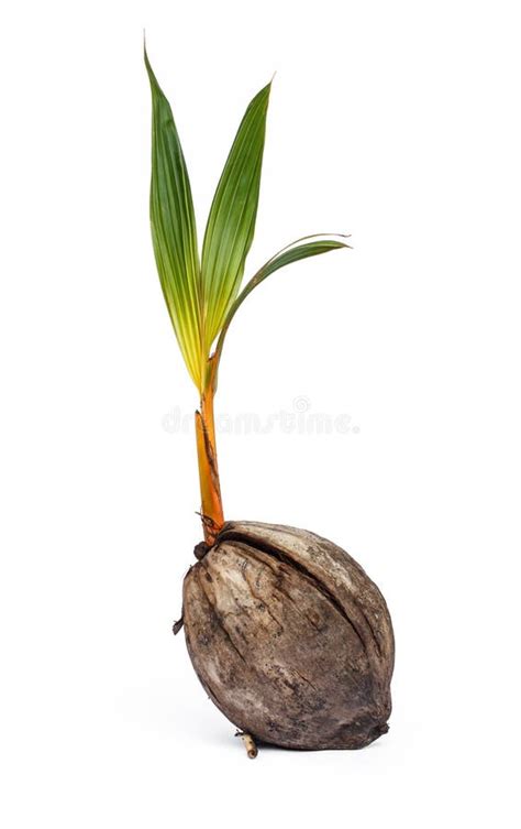 Coconut Seedlings Stock Image Image Of Path Asia Plant 94486915