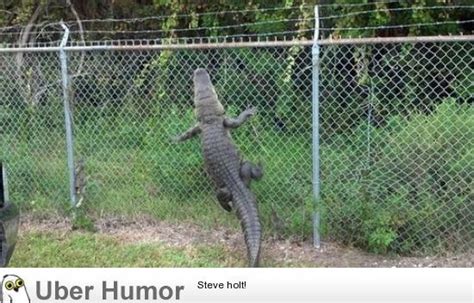 Gators Have Glory Holes Too Funny Pictures Quotes Pics Photos