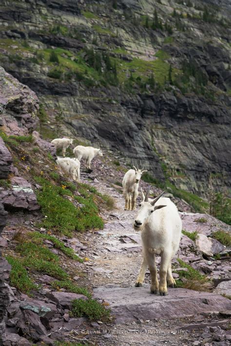 Mountain Goats Glacier National Park Alan Majchrowicz