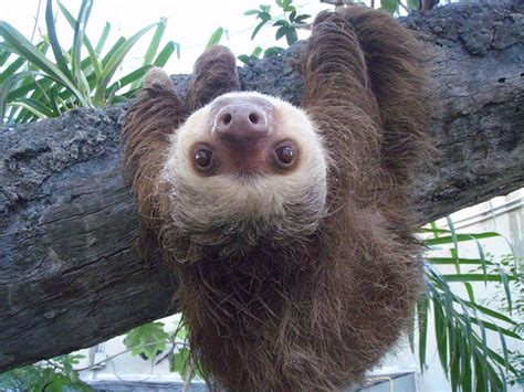 Megalonychidae Two Toed Sloths Wildlife Journal Junior