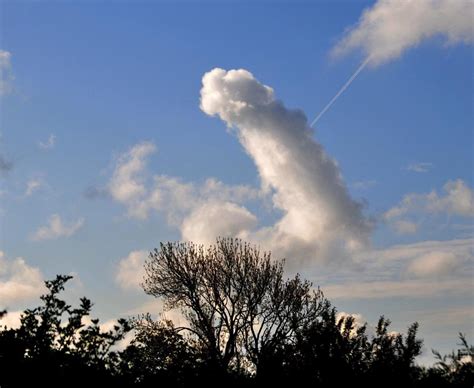 Bizarre Penis Hedge Photo Goes Viral Daily Star