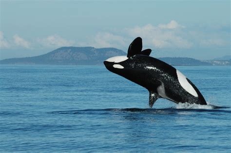 If you have a whale of a time, you have a great time and really enjoy yourself. Why menopause happens? Killer whales shed light on human ...