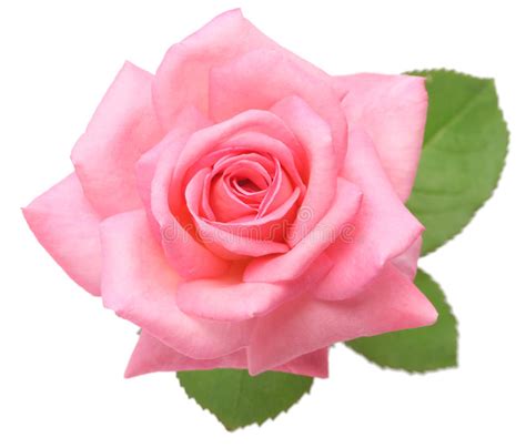 Pink Rose With Leaves Stock Image Image Of Pink Beautiful 42856869