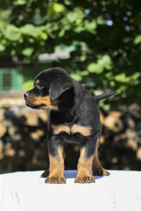 German Rottweiler puppies sale | FP Rottweiler Breeder
