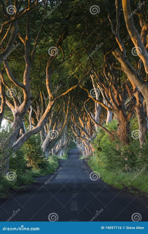 Dark Hedges Of Northern Ireland View Of Road Through Tunnel Of Trees