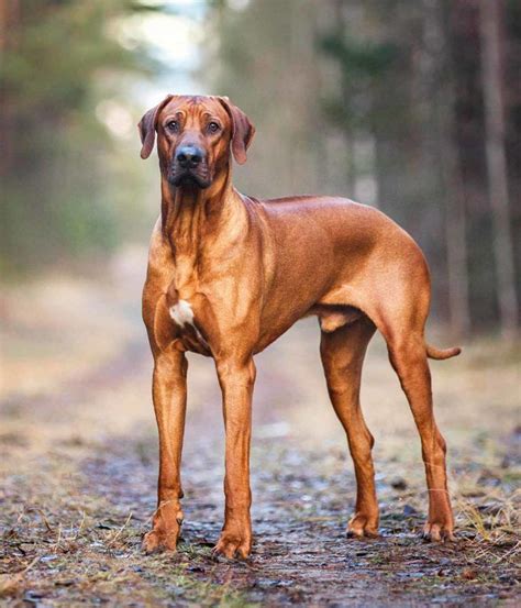 Rhodesian Ridgeback Dog Lab Mix Puppy Facts Dog Dwell