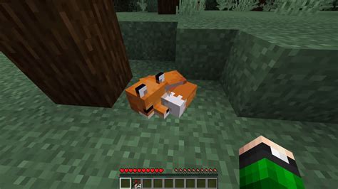 Minecraft How To Tame Foxes