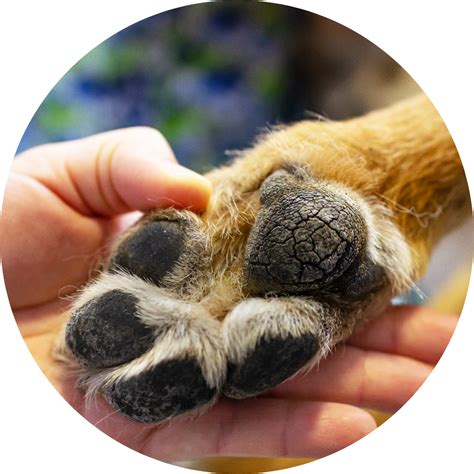How To Help Soothe Cracked Dog Paws And Protect Them Too
