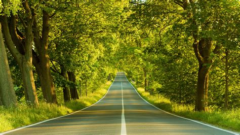 Forest Road Hd Wallpaper 1920x1080 34985