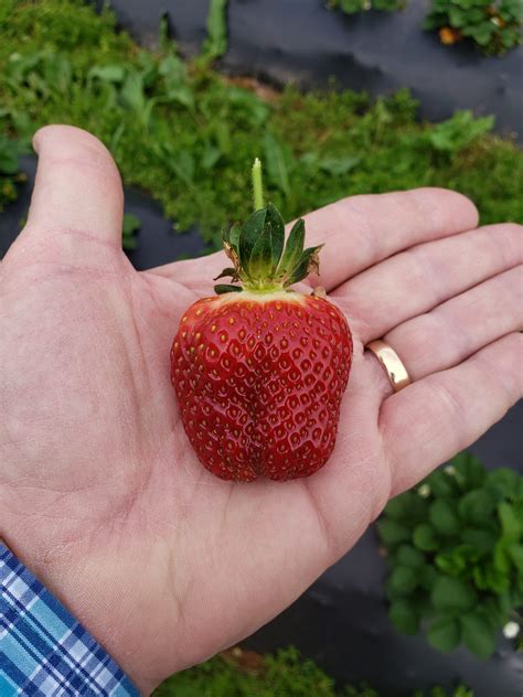 Alamance County Strawberry Season Coming Soon | North Carolina ...