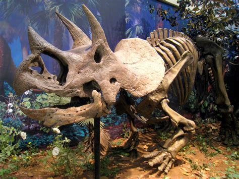 Triceratops Bones Support Asteroid Extinction Theory Wired