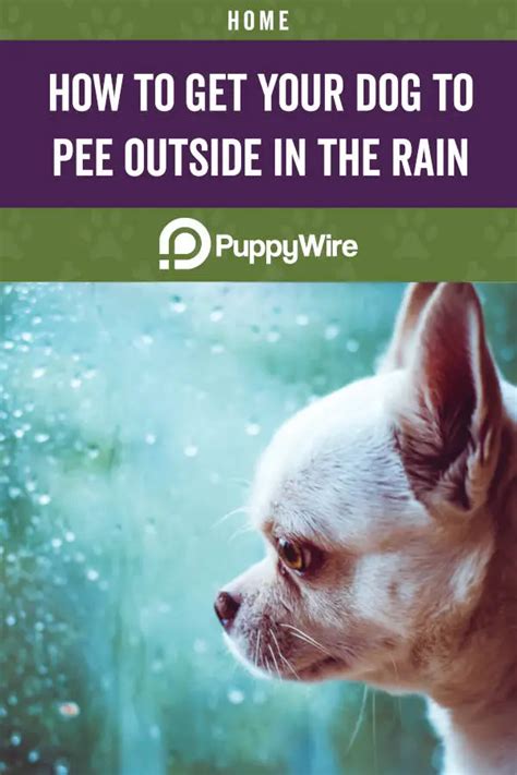 How To Get Your Dog To Pee Poop Outside In The Rain 7 Tips