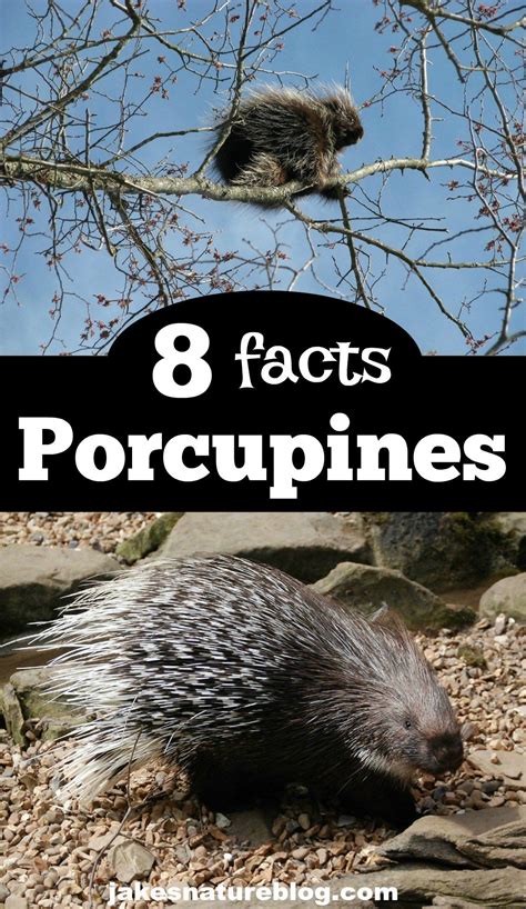 8 Porcupine Facts Prickly Rocky Mountain Mammals Mammals Rocky