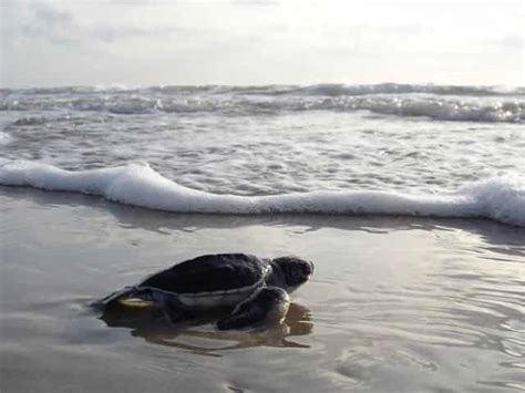 Sea Turtle Nesting Season On The Gulf Coast