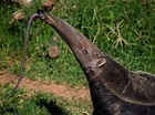 Giant Anteater (Myrmecophaga tridactyla) | about animals