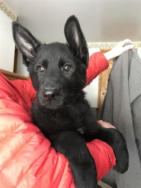 Kennel hounds, dogs and all kinds of cats German Shepherd Dog puppy dog for sale in Nelson, Wisconsin