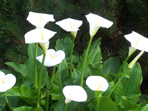 Calla Aethiopica Zantedeschia Aethiopica — The Lily Garden