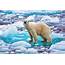 Polar Bear Ice Wallpapers HD / Desktop And Mobile Backgrounds