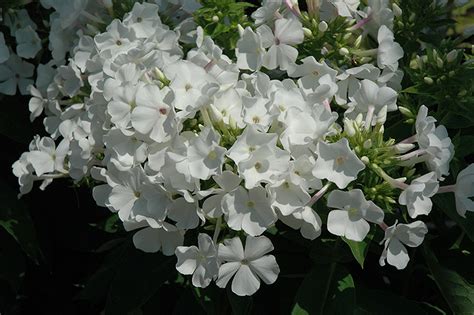 Flame® White Garden Phlox Phlox Paniculata White Flame In Inver