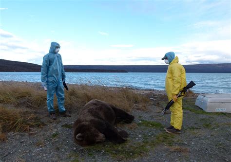 Katmai Bear Cam Viewers Witness Strange Unexplained Death Of Two Brown