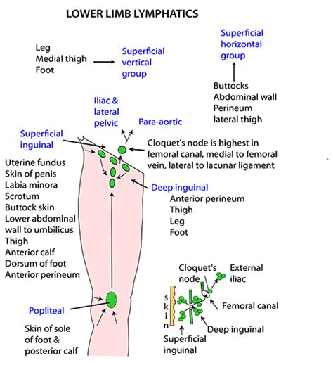 Lymph Nodes Of Lower Limb