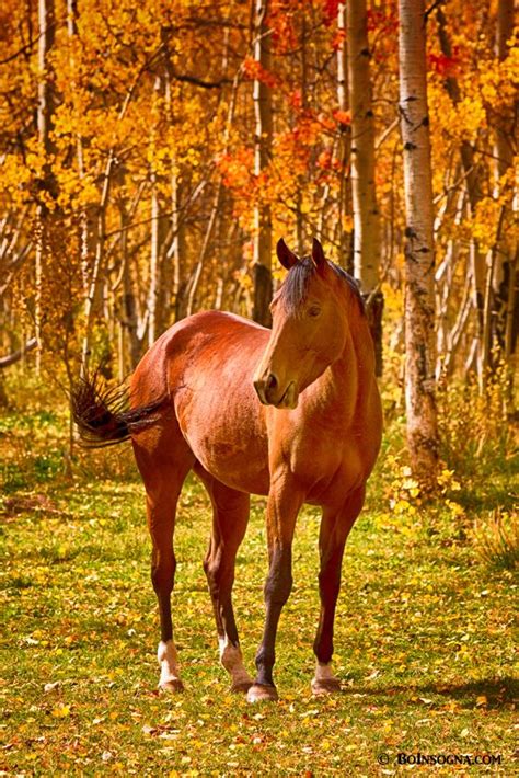 Horses Striking Photography By Bo Blog Horses Beautiful Horses