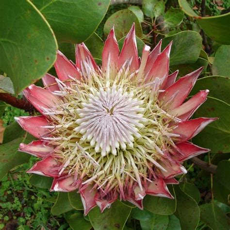Send and buy beautiful protea flowers from local florist company in los angeles. Protea | Protea, Garden center, Flowers