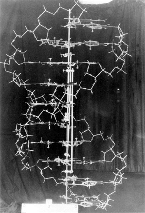 The Original DNA Demonstration Model Designed By James Watson And