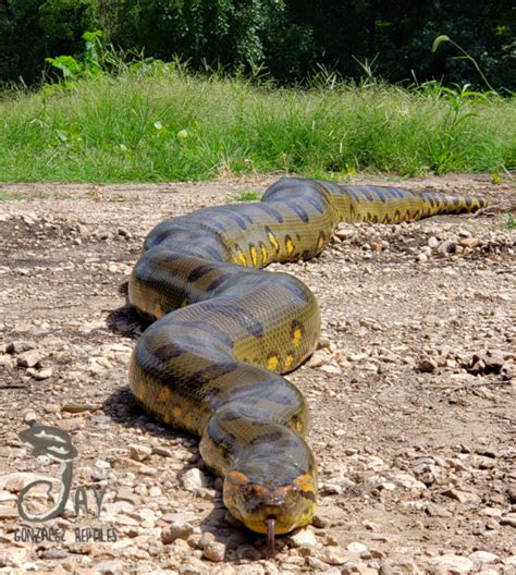 Green Anaconda Jay Gonzalez Reptiles