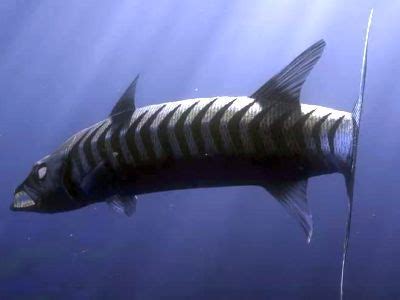 The barracuda is seen at the beginning of the film as it looks at marlin and coral.coral sees her eggs and. Barracuda | Finding nemo, Nemo, Finding nemo 2003
