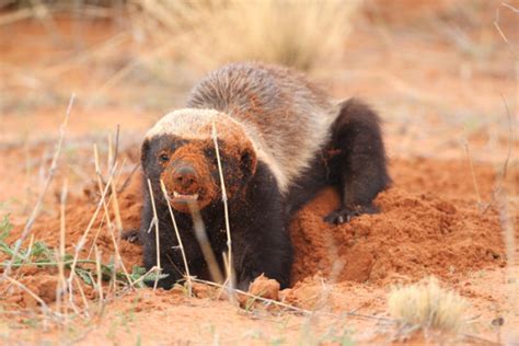 Honey Badger Digging Dirt Africa Geographic