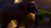 Secrets of the Elephants (TV Mini Series 2023) - IMDb