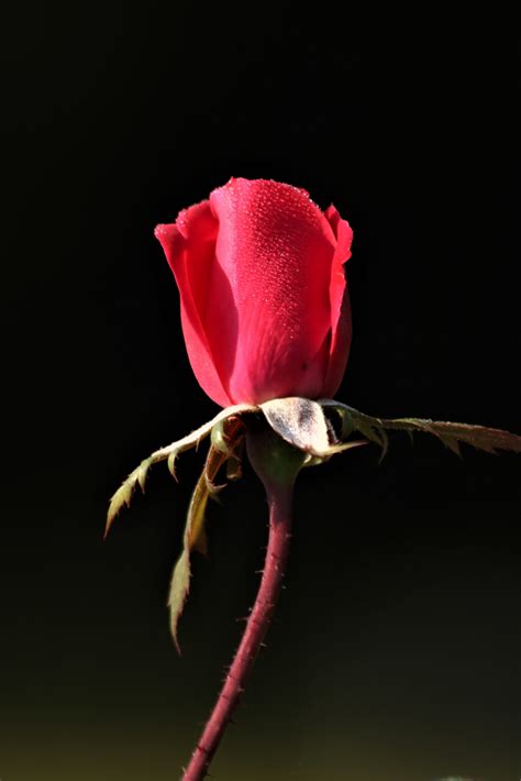 Red Rose Bud With Dew On Black Free Stock Photo Public Domain Pictures