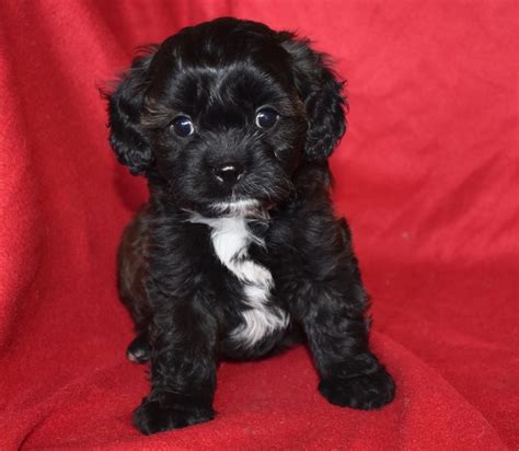 Cavapoo And Cavoodle Puppies For Sale In Il Dreamcatcher Hill Puppies