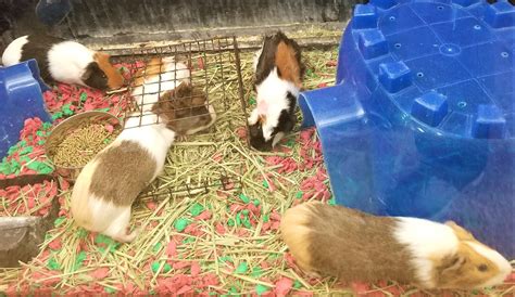 Do Guinea Pigs Need To Be Kept In Pairs
