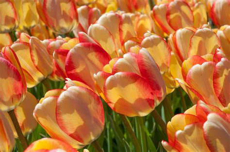 Tulip Bulbs Item 1302 Beauty Of Spring For Sale