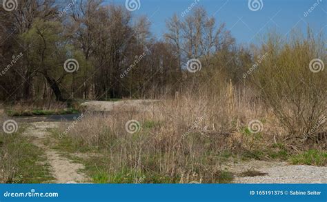 Dry Floodplain Forest In Spring Stock Image Image Of Season Ecology