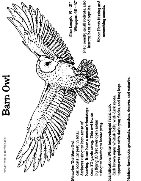 Flying Barn Owl Coloring Pages