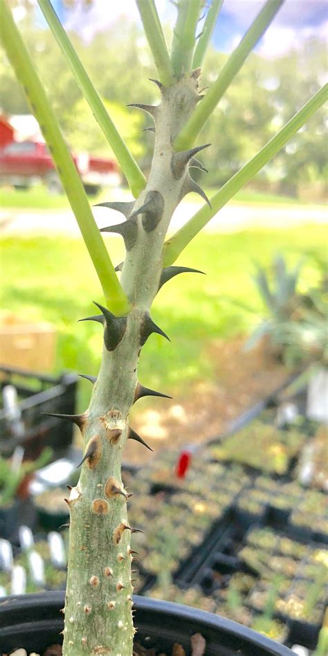 Erythrina Melanacantha Rare Bonsai Tree Succulent Plant Etsy